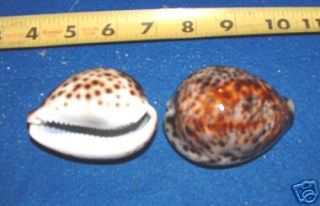 Collectibles  Rocks, Fossils & Minerals  Shells  Cowrie