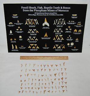 Lot of Fossil Shark Teeth 45 70 Million Yr Old PLUS Identification 