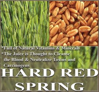 HARD RED SPRING ~ Sprouting Seeds Sprouts ~ Wheat Grass Juice
