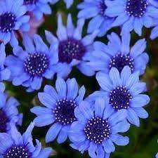 BLUE DAISY FLOWER SEEDS   25 FRESH SEEDS    FELICIA BLUE 