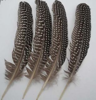 Newly listed 36PCS natural color Guinea fowl wing feather 6 8 inch