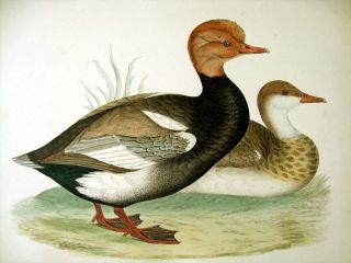 Morris British Game Birds Red Crested Whistling Duck