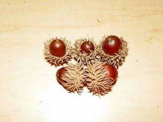 25 Genuine Sawtooth Oak tree acorns, seeds, bonsai with some caps