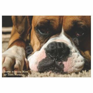 BOXER DOG MISSING MOM New Picture Refrigerator Magnet
