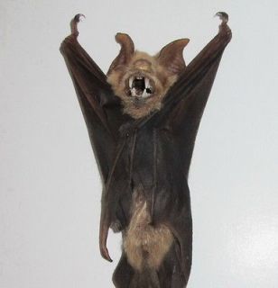 Taxidermy, GothiC  1 dried bat, Hipposideros diadema, Java Is 