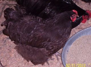  SPLIT Chocolate & Chocolate Large Fowl project Orpington chicken eggs