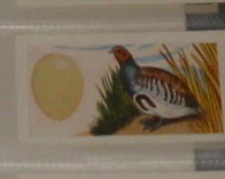 37 partridge   bird and egg card