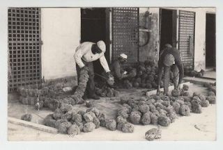 34169] 1950 RPPC FLORIDA WORKERS SORTING AND STRINGING SPONGES FOR 