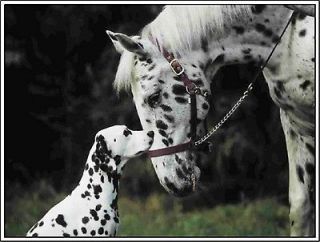 Dog Dalmation Puppy & Appaloosa Horse Greeting Notecards/ Envelopes