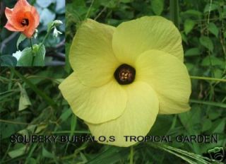 15 FRESH HIBISCUS TILIACEUS TROPICAL PLANT FLOWER SEEDS