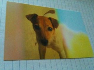 PARSON JACK RUSSELL TERRIER Sweet Expression ~ 6 Adorable Postcards 