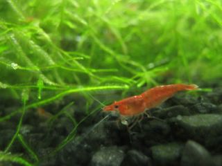 20+ Red Cherry Shrimp (RCS),Algae Eaters. Bright RED
