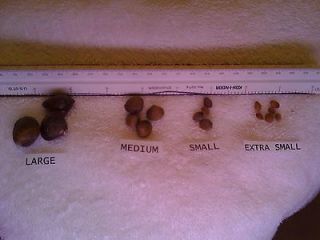 MEDIUM 15+ live freshwater baby clams, filter feeder,pond, aquarium.