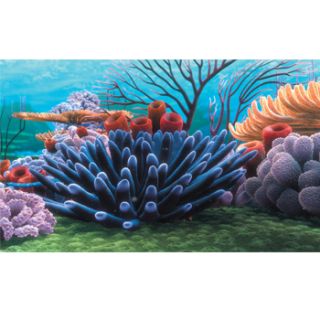Home Fish Decor Penn Plax Finding Nemo Coral Reef Aquarium Background