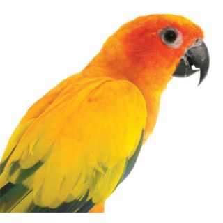 Live birds available only in  stores. Selection varies by store 