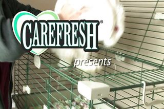 MOUSE   Carefresh happy habitat   image 1 from the video