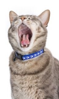 Bad Breath Remedies for Cats   PetMeds®
