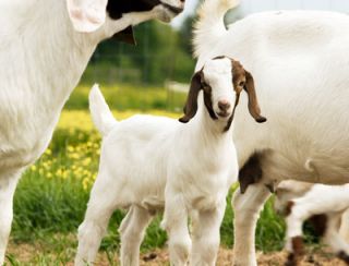 Livestock Care   Poisonous Plants to Goats  Tractor Supply Company
