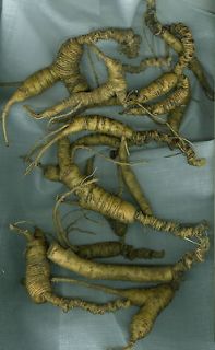   American Ginseng Seeds 3 BONUSES, PLANT NOW Grow Fresh WILD Roots