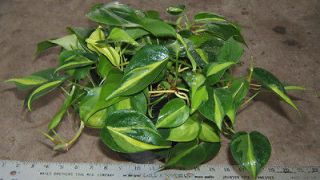 PHILODENDRON BRASIL PHILODENDRON HEDERACEUM  LIVE PLANTS 1 GALLON 