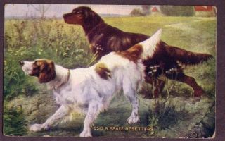 1911 Brace Of Setters Dogs Postcard Brittany Spaniel