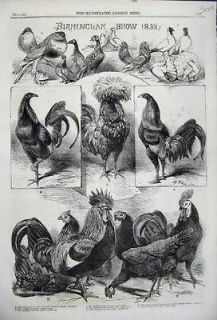 1858 Birmingham Bird Poultry Show Pigeons Fowl Fantail