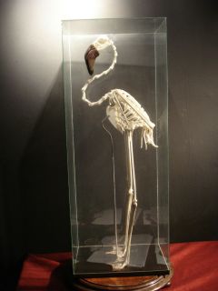 african lesser flamingo skeleton taxidermy from united kingdom returns 