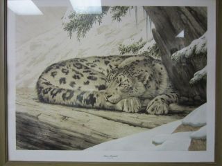 SNOW LEOPARD (Panther Uncia) signed/framed lithograph by Guy Coheleach