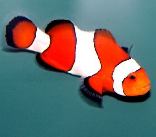   Clownfish 1.25+ (Amphiprion ocellaris)Tank Bred Live Saltwater Fish