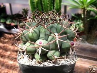 gymnocalycium sierra medina cactus plant  5 45