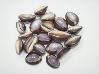 20 PCS DRILLED HOLE PURPLE TOP COWRIE SEA SHELL BEADS CRAFT #7470