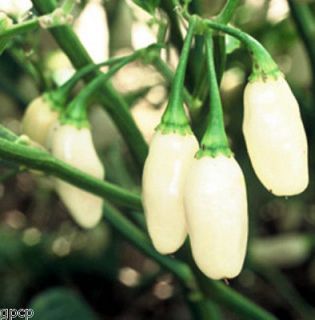 White Habanero Hot Chili Pepper Capsaicin Open Pollinated 30 Seeds 