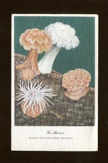 sea anemone roger tory peterson artist signed postcard returns 