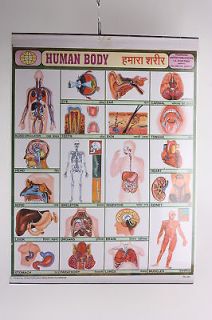human body biology school poster medical science old from thailand