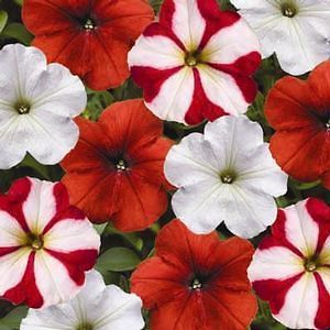petunia hurrah peppermint stick pelleted seeds from canada time left