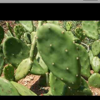 cactus pads opuntia nopal lush food or to plant