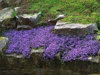100 + CREEPING THYME SEEDS. PERENNIAL FLOWER AND GROUNDCOVER. LAVENDAR 