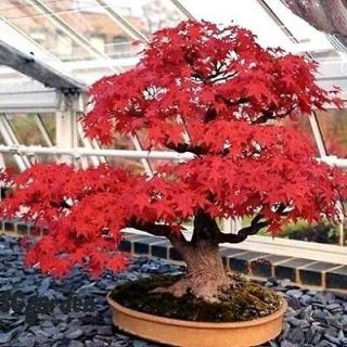 acer palmatum japanese maple bonsai or garden 10 seeds from