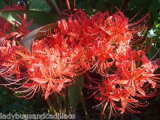 10~Red~Spider Lily PLANTS~Amaryllis Family~Lycoris Radiata~Hardy 