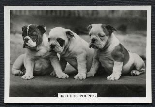   BULLDOG PUPPIES SENIOR SERVICE 1939 DOG PHOTO CIGARETTE / TOBACCO CARD