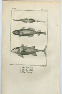 RARE 1776 Print Saw Fish Sawfish Cod Fish Tunny Bluefin 