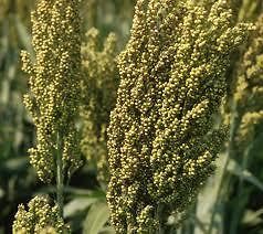 NEW*WORLDS FASTEST GROWING SORGHUM*5 lbs.seeds*SWEE​T*E z*syrup*BE 