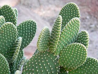 white bunny ears prickly pear cactus 4 unrooted pads  5 99 