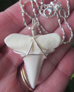   White SHARK mini Jaw + White tip teeth necklace sharks jaws Jewelry