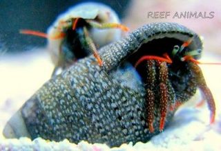 25 LOT Mexican Red Leg Hermit Crabs (Clibanarius sp) Saltwater 