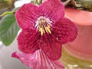 streptocarpus neil s strawberry  6 00 buy