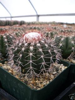 melocactus violaceus cactus plant  13 95 buy