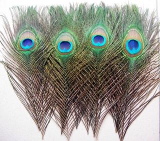 New 100pcs real Natural color Peacock Tail Feathers 10 12 inches 25 30 