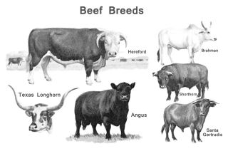 Vintage Beef Breeds Poster, Cattle Butcher Classification​, Angus 