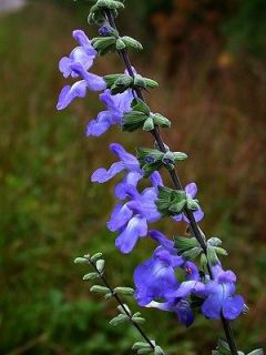 SALVIA AZUREA Blue Prairie Sage fragrant ​HARDY 10 seeds